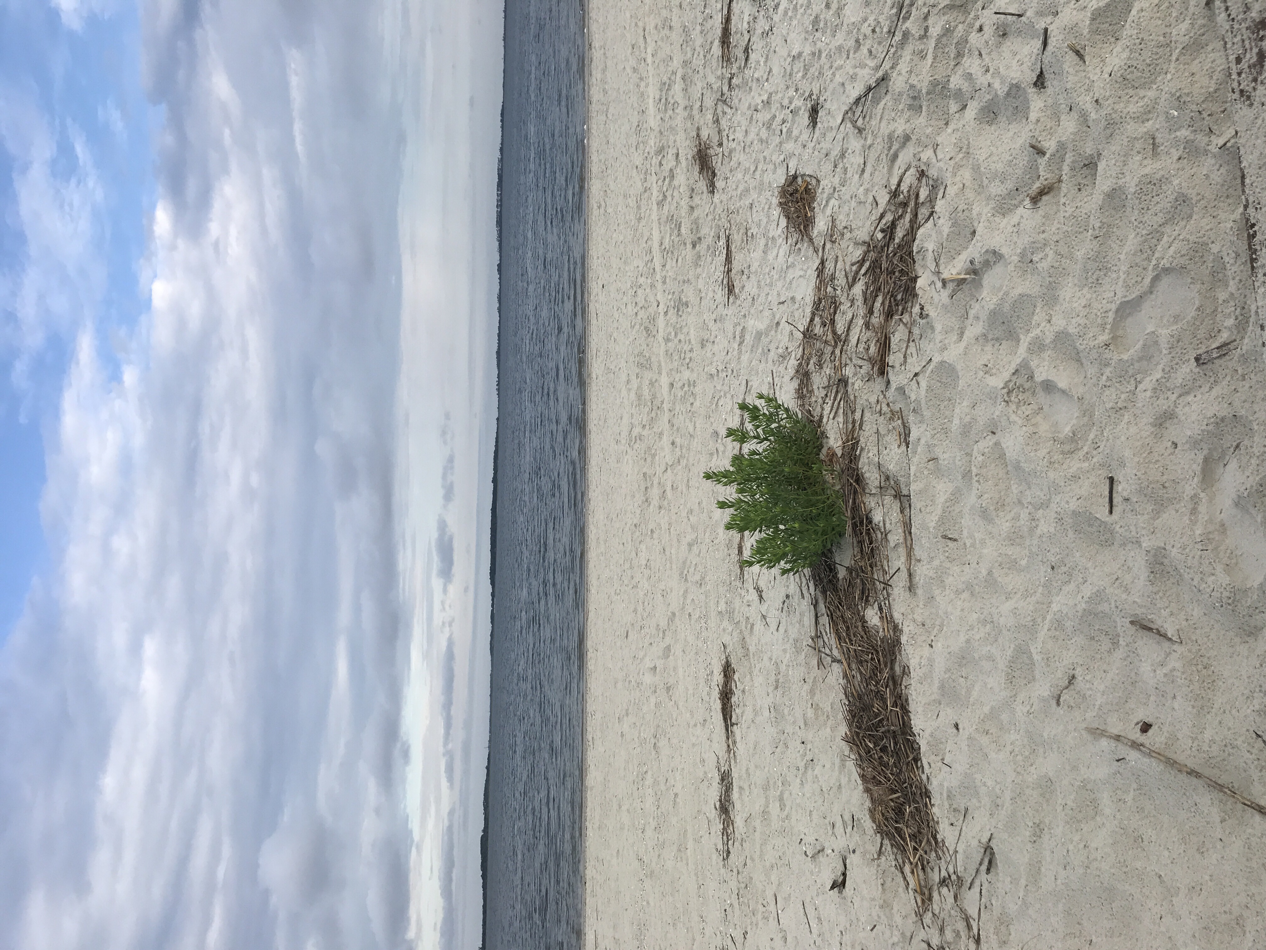 Egrets Landing Tybee Island Vacation Rentals